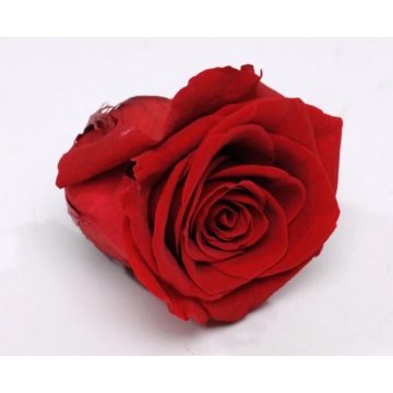Tête de rose rouge foncé 5cm pour décorer, préservée