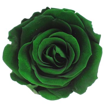 Rosenkopf grün 5cm zum dekorieren, präserviert