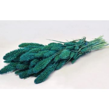 Setaria petrol blue ca.65cm bunch dried