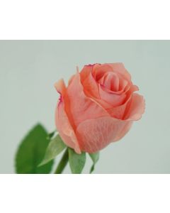 Rosen in lachs-rosa Kunstblume 46cm, wie echt, real touch, Premium (Seide/Silikon)